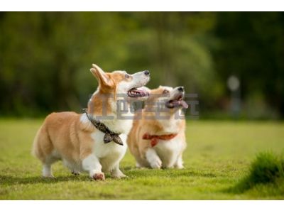 養犬管理系統