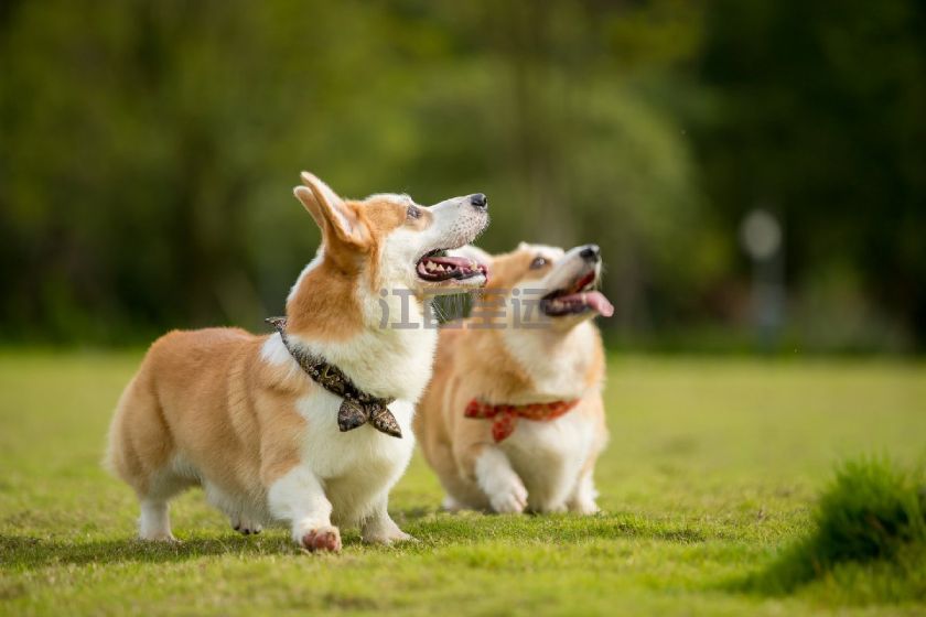 養犬管理系統