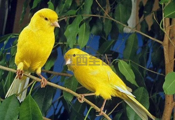 養鳥管理系統