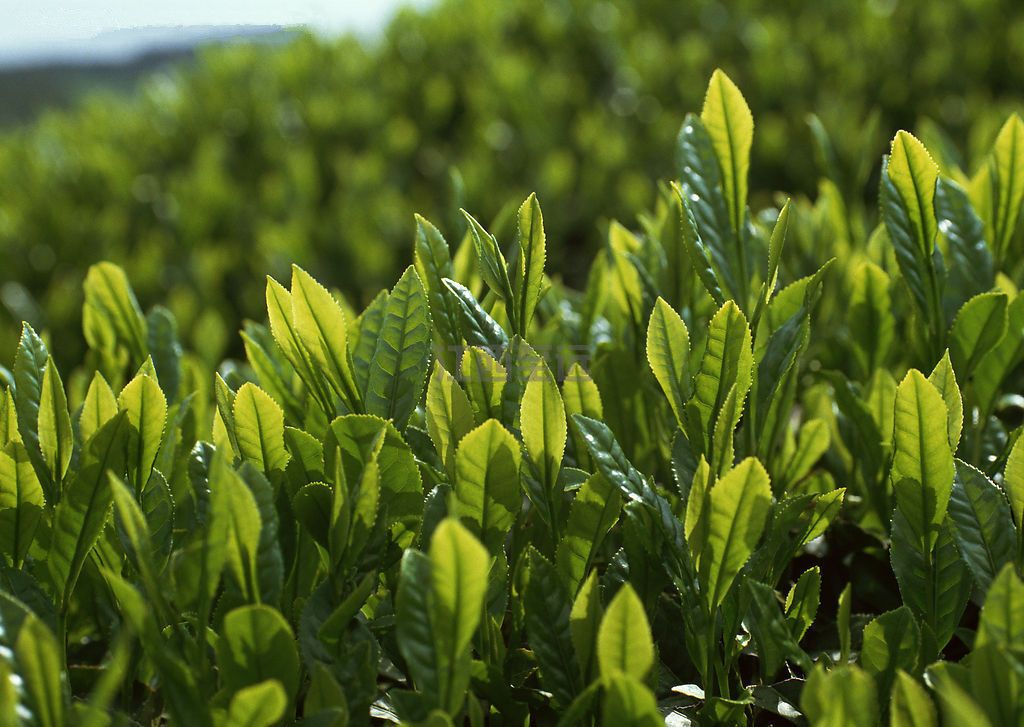 茶葉種植管理系統